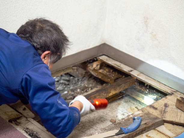 Best Black Mold Removal  in Atasdero, CA
