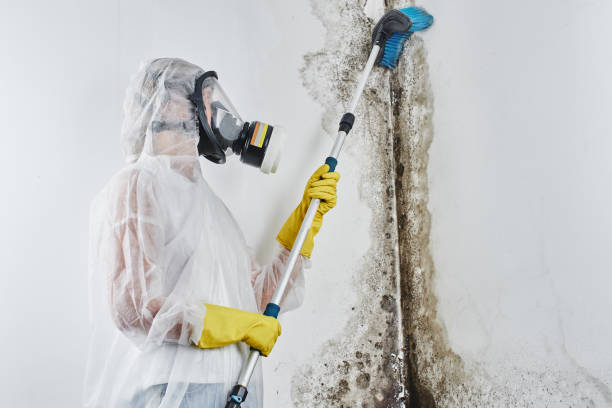 Best Residential Mold Removal  in Atasdero, CA