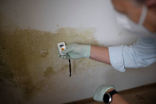 Best Fast Mold Removal  in Atasdero, CA