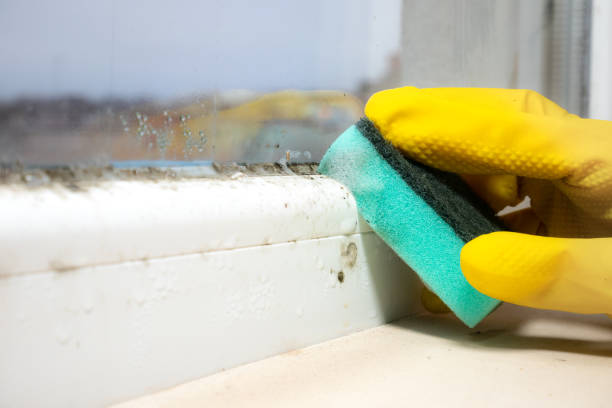 Best Office Mold Removal Services  in Atasdero, CA