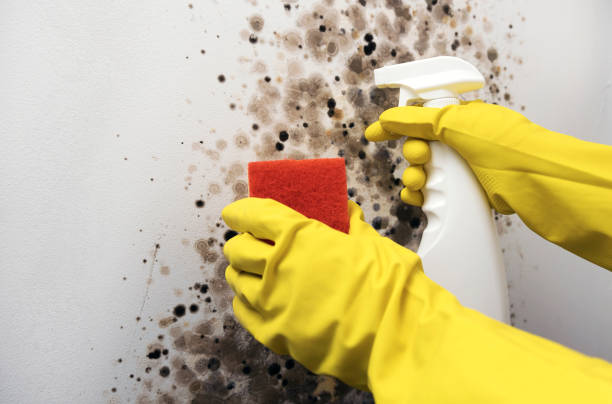 Professional Mold Removal in Atascadero, CA