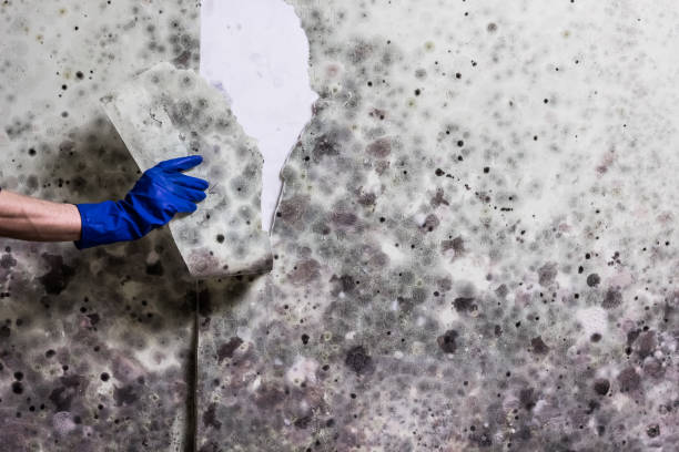 Best Emergency Mold Removal  in Atasdero, CA